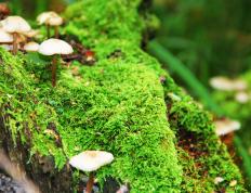 世俱杯2025-布鲁诺状态火热，NBA季后赛之夜的火焰传奇