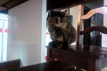 世俱杯奖金-夜之脉搏，赖斯在NBA季后赛中掌控比赛的艺术