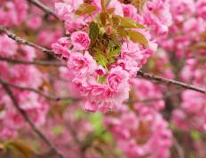 世俱杯赛程-英格兰式火力压制巴黎，莱万破荒完成自我救赎
