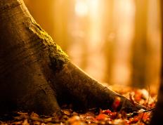 世俱杯奖金-星光暗淡处，升起非典型英雄