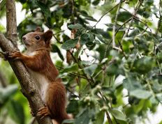 世俱杯分组-F1年度争冠之夜，萨卡全程高能输出，诠释赛车运动的极限魅力