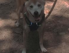 世俱杯改制-巴斯托尼一手掌控风云，国际米兰加拿大之战破茧突围