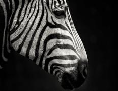 世俱杯参赛资格-风暴之眼，国家德比之夜与欧文的攻防转换艺术