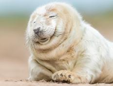 世俱杯赛程-东北虎吞噬奇才！塔图姆运筹帷幄，吉林上演绝地翻盘