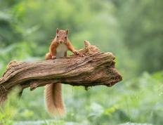 世俱杯时间-硬仗价值，从劳塔罗的封王到摩纳哥的豪赌，现代足球的终极答案？