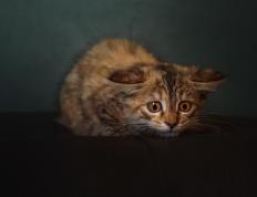 世俱杯时间-东决关键战之夜，贝林厄姆压制级发挥主宰赛场