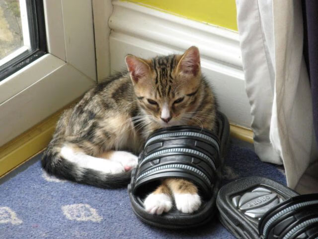 世俱杯分组-当太阳队遇见法拉利，跨界体育模拟大赛的战术交响