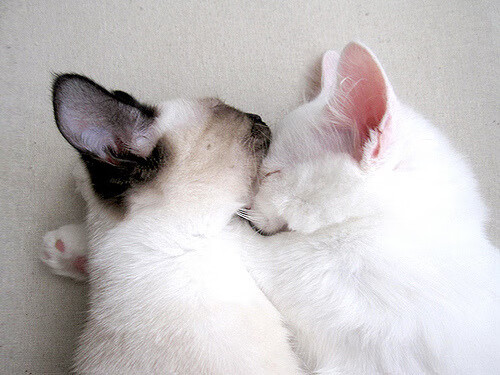 世俱杯赛程-北非风暴席卷安菲尔德，孙兴慜化身胜负手，摩洛哥奇迹绝杀利物浦