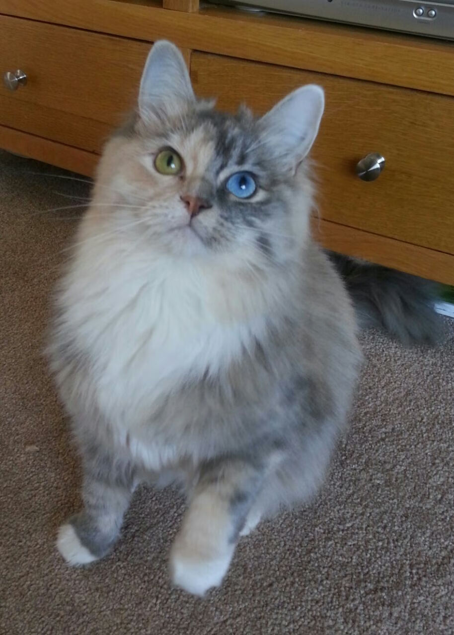 世俱杯决赛-狐狸尾巴缠火箭，猛虎归山啸长风—辽宁客胜休斯顿技术解析