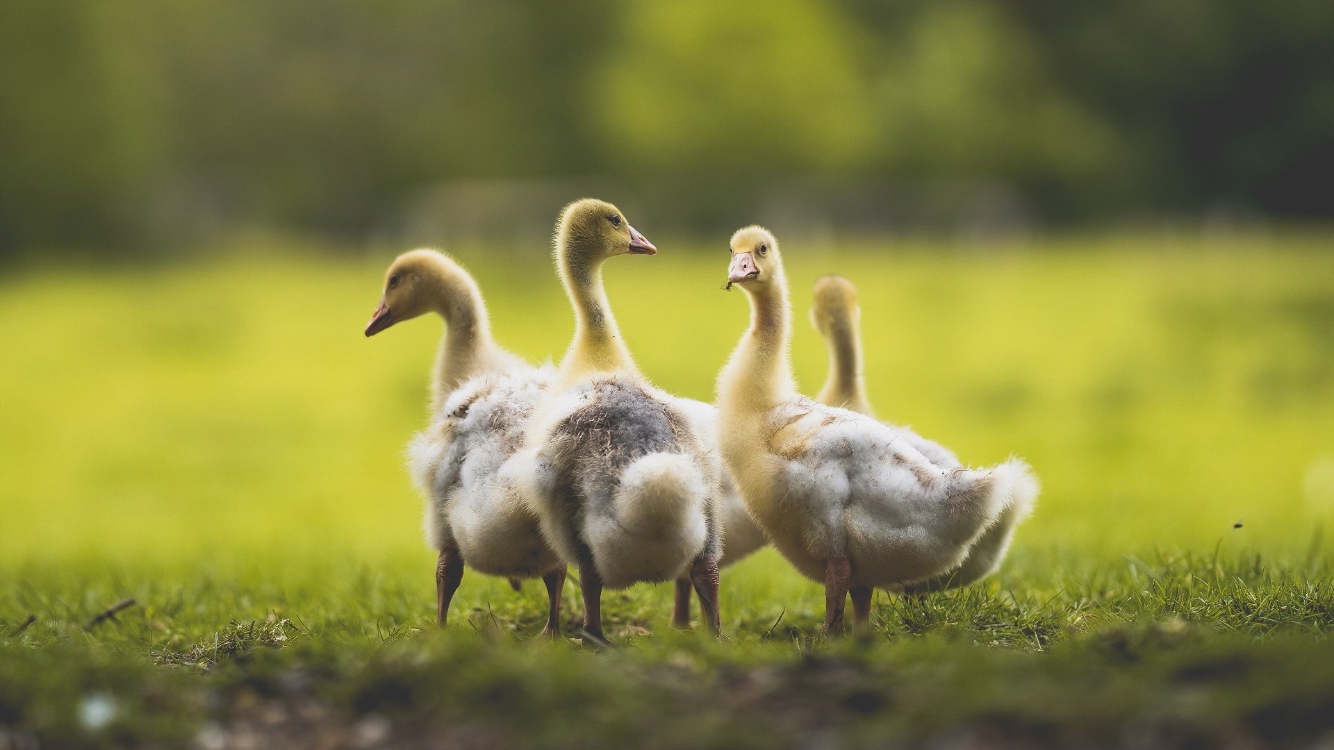世俱杯参赛资格-逆袭之夜,布雷默的孤独闪光与阿根廷队的惊魂险胜