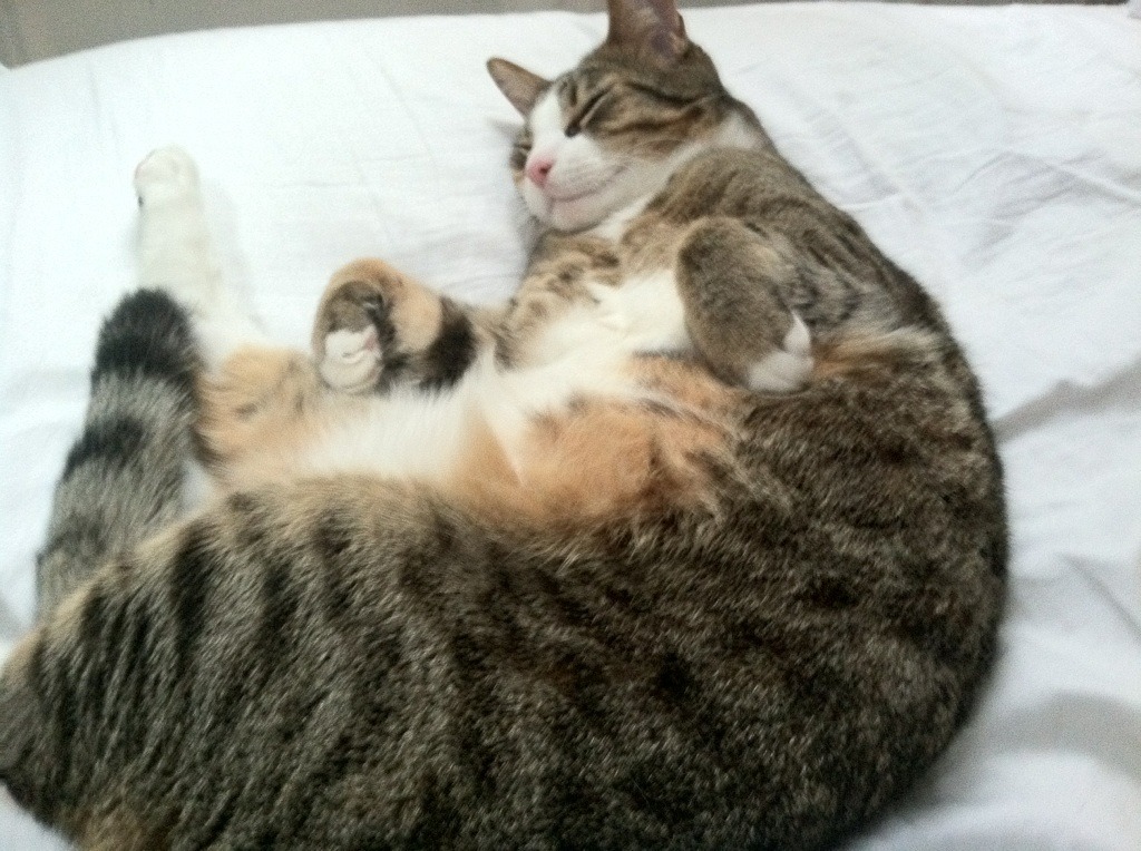 世俱杯-奥利维耶,刺穿高卢雄鸡心脏的冷冽利刃