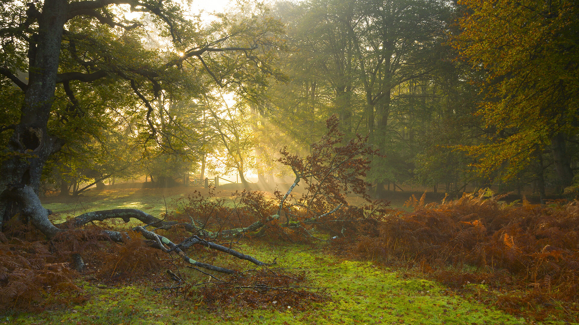 世俱杯-门迪立柱前展神威,韩国火力为何能掀翻巴斯克雄狮?