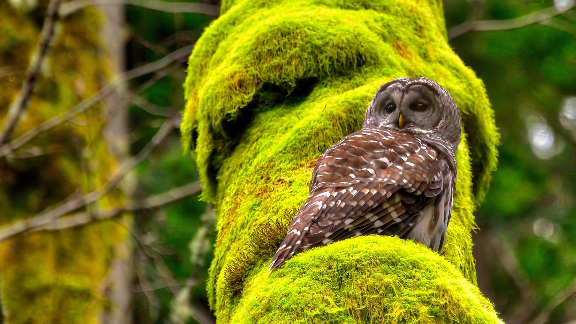 世俱杯-门迪立柱前展神威,韩国火力为何能掀翻巴斯克雄狮?