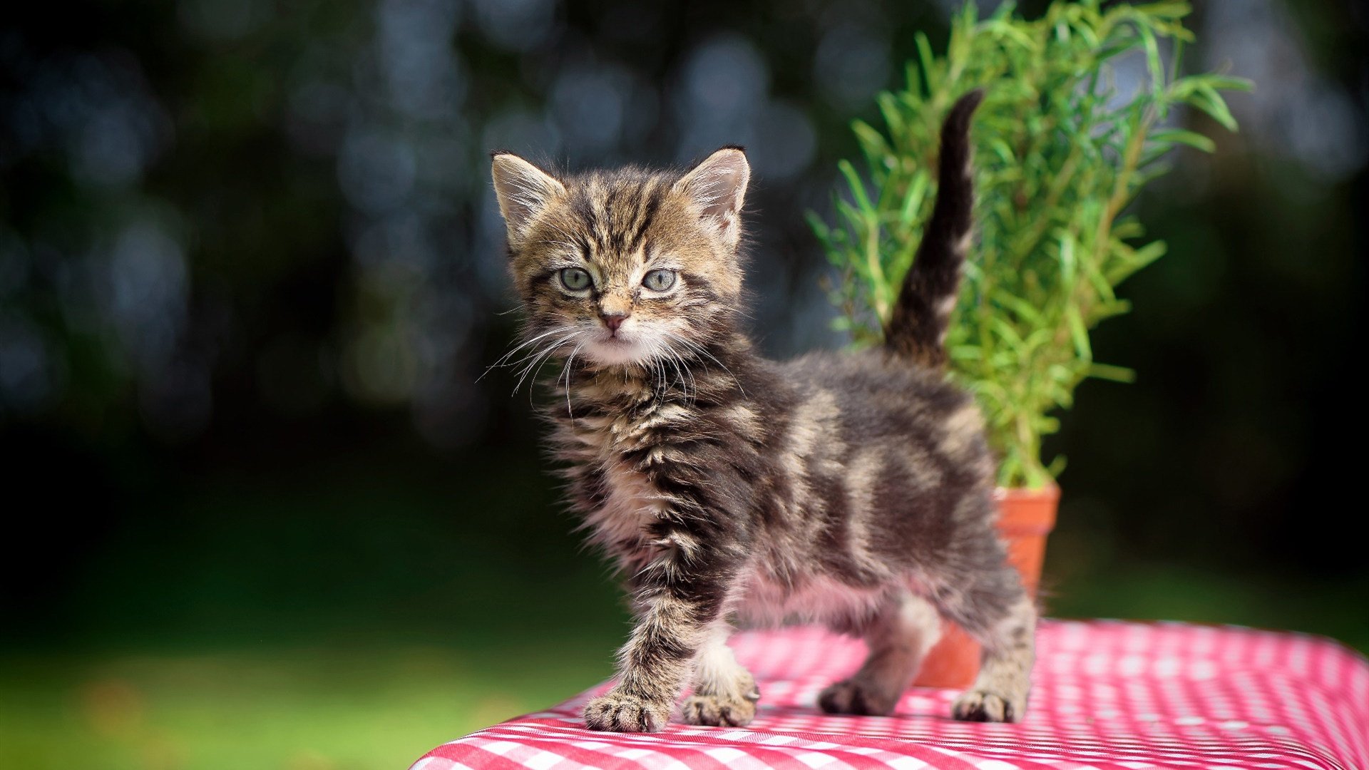 世俱杯奖金-轻取与证明,篮球场上的两种权力更迭