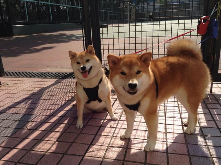 世俱杯时间-东决关键战之夜,塔图姆让比赛提前失去悬念