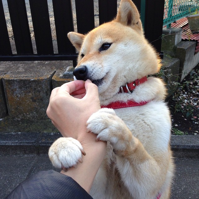 世俱杯决赛-荷兰力克土耳其,门迪在世界排名争夺战中主宰赛场