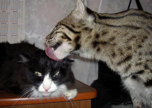 世俱杯决赛-公牛完胜新疆队，小贾伦的降维打击如何宣告篮球新时代？